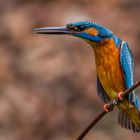 Kingfisher