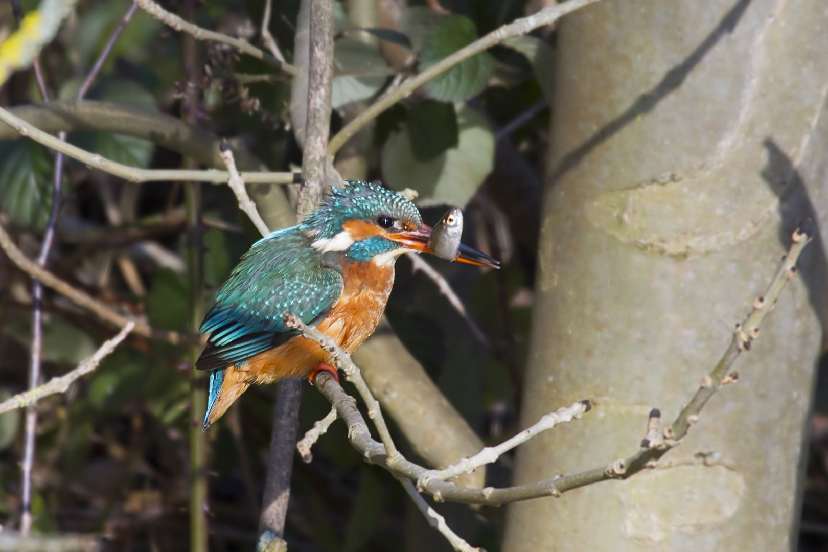 Kingfisher (Alcedo atthis)