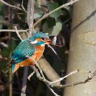 Kingfisher (Alcedo atthis)