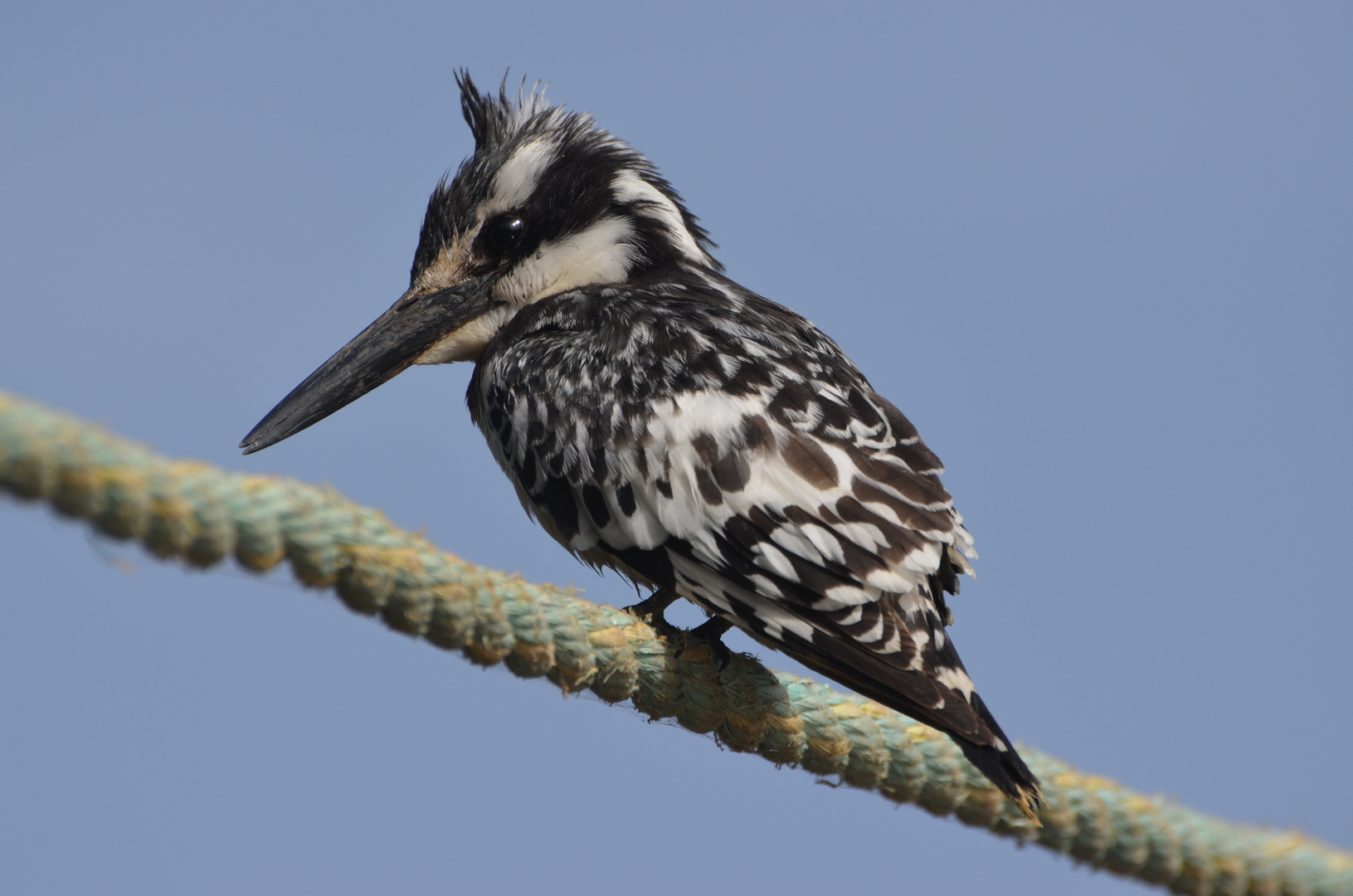 Kingfisher am Bintang Bolong, einem Nebenarm des Gambiaflusses. 