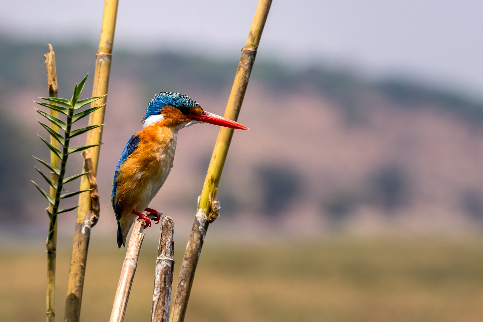 Kingfisher am Chobe River