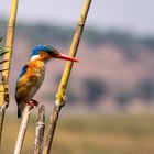Kingfisher am Chobe River