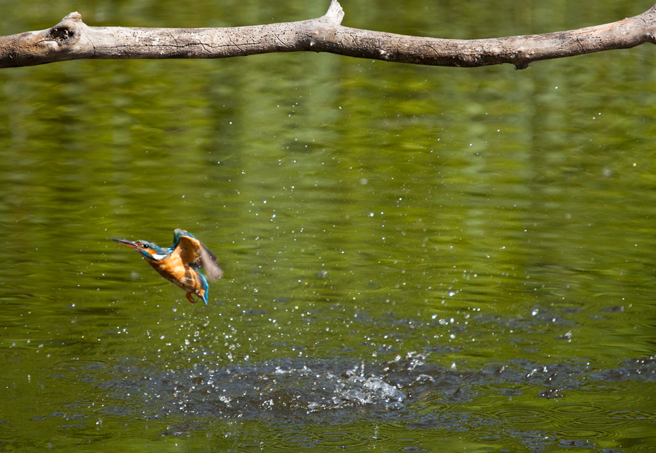Kingfisher am Neuenburgersee
