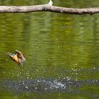 Kingfisher am Neuenburgersee