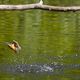 Kingfisher am Neuenburgersee