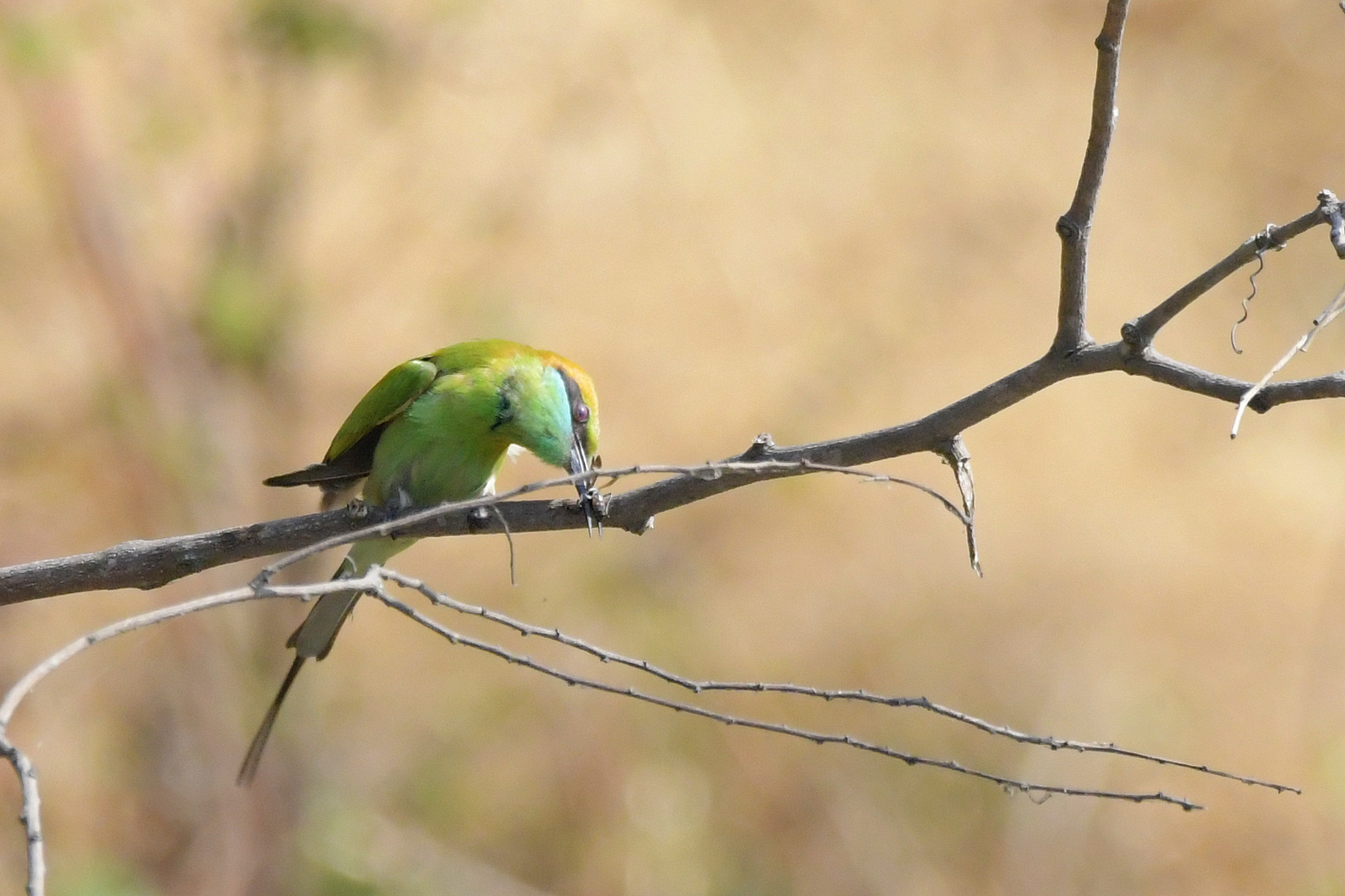 Kingfisher and Partners