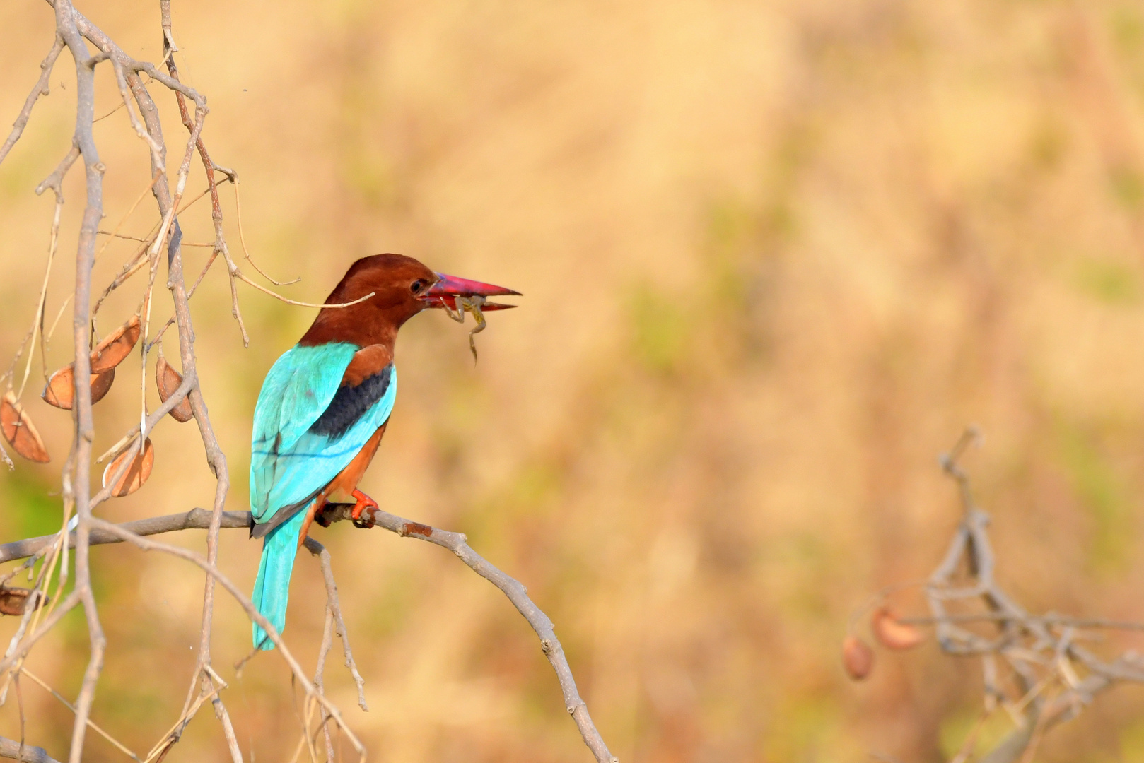 Kingfisher and Partners