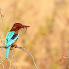 Kingfisher and Partners