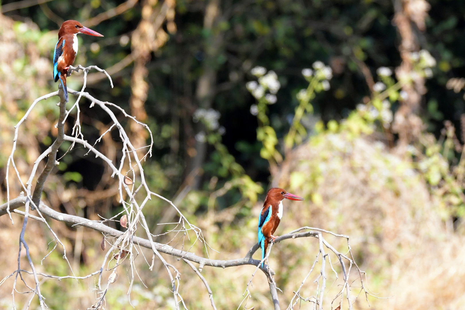 Kingfisher and Partners Foto & Bild asia, india, tiere Bilder auf
