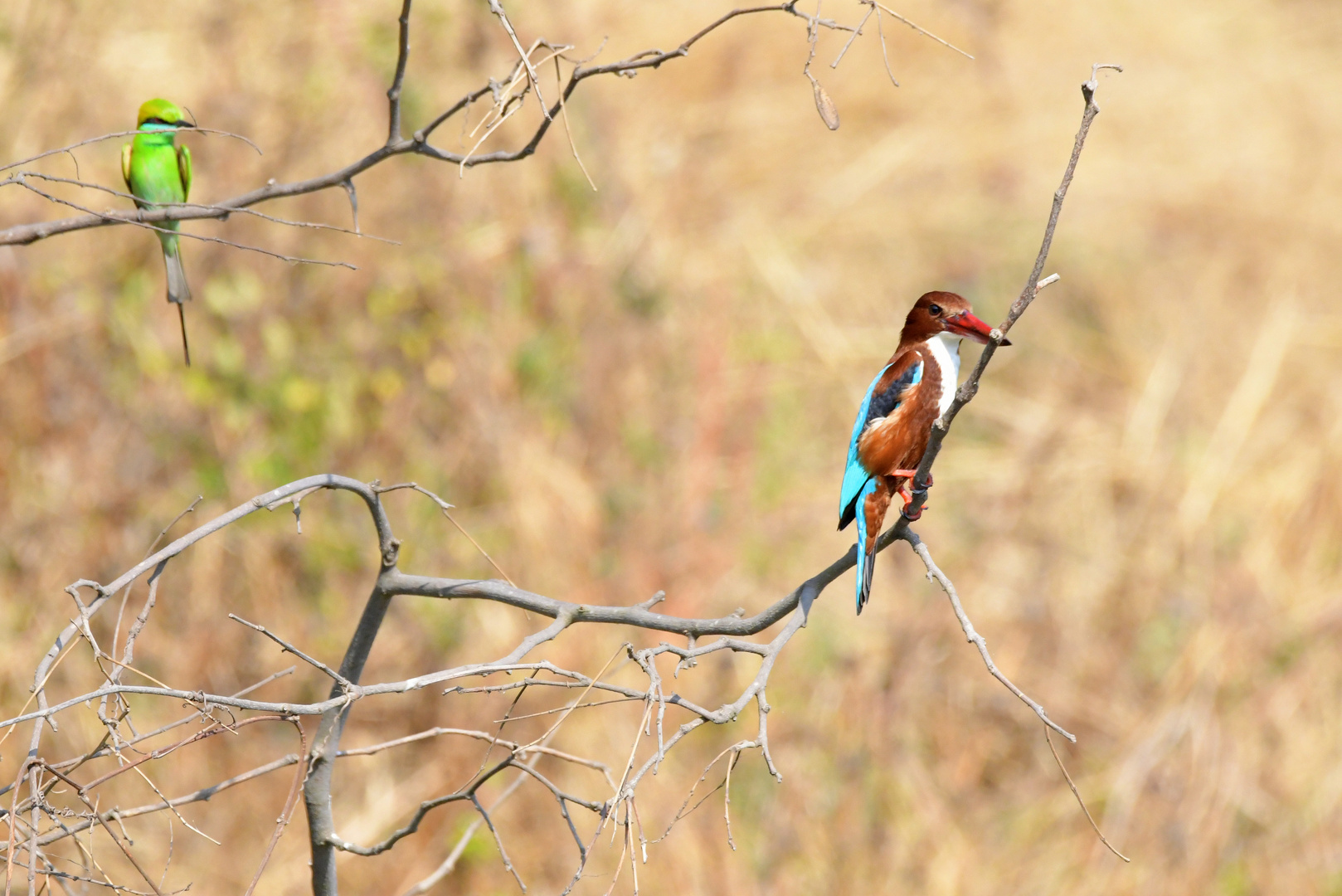 Kingfisher and Partners Foto & Bild asia, india, tiere Bilder auf