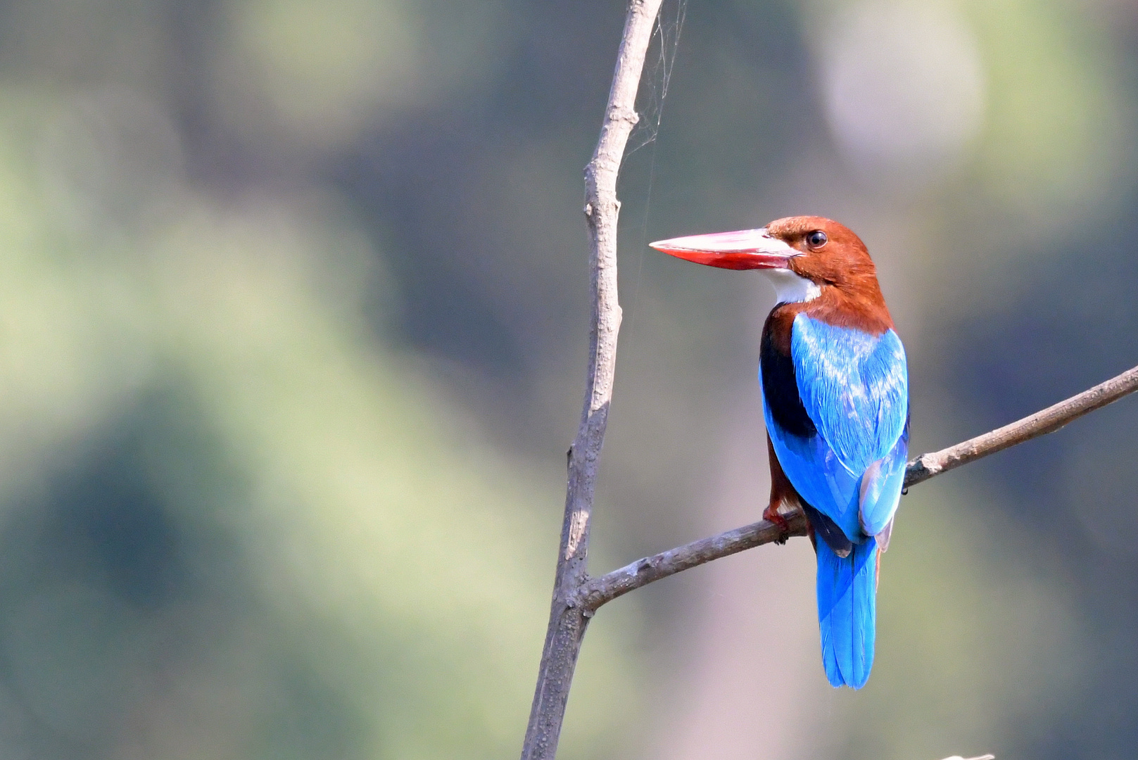 Kingfisher and Partners