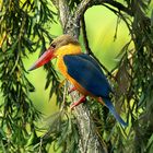 Kingfisher at Japanese Garden in Singapore