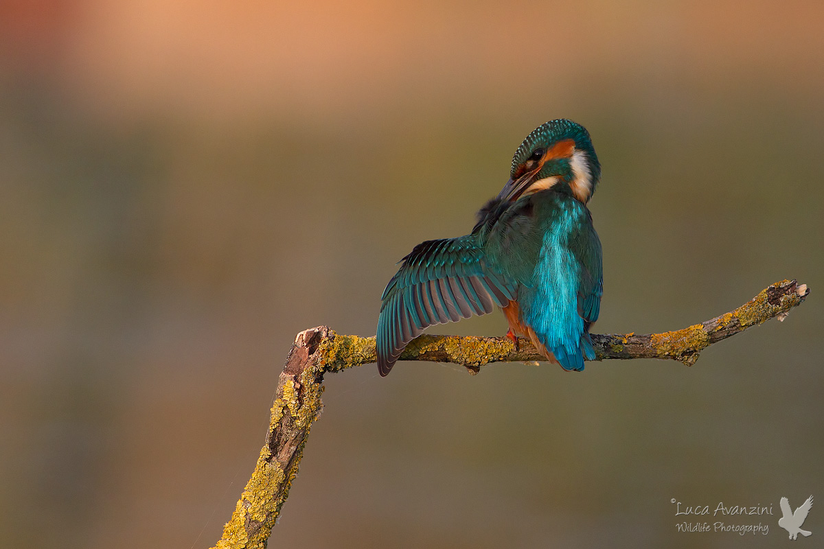 Kingfisher at sunrise