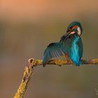 Kingfisher at sunrise