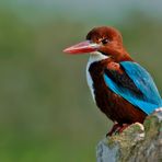 Kingfisher auf Felsen ( Braunliest ) ( Halcyon smyrnensis )