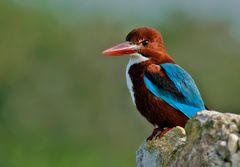 Kingfisher auf Felsen ( Braunliest ) ( Halcyon smyrnensis )