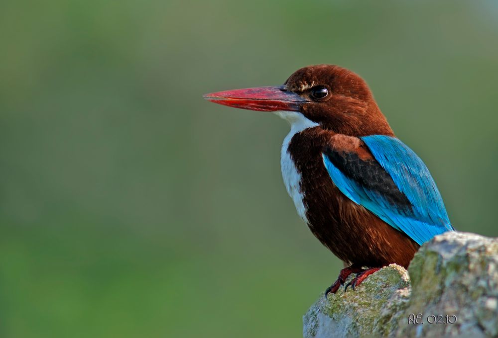 Kingfisher auf Felsen