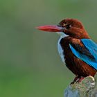 Kingfisher auf Felsen