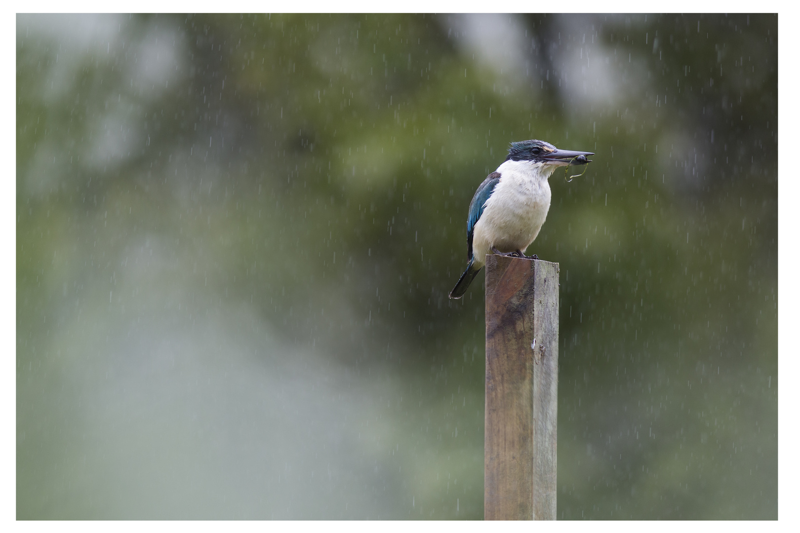 Kingfisher