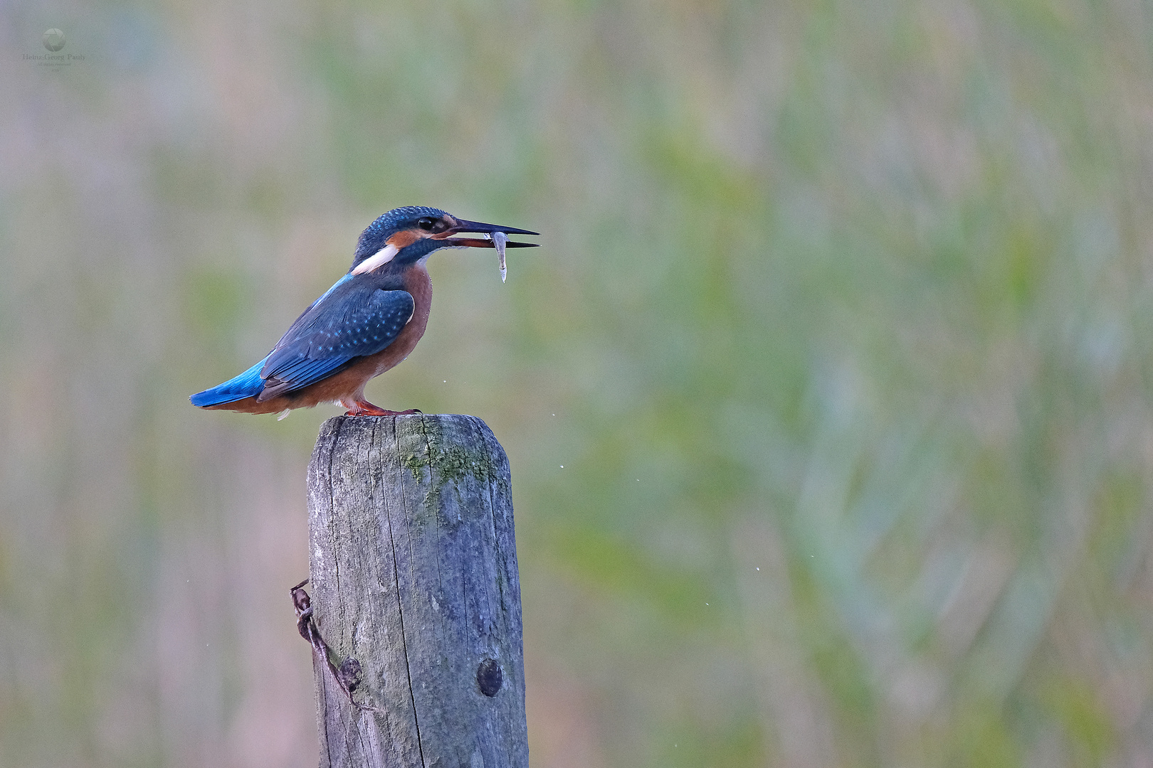 Kingfisher