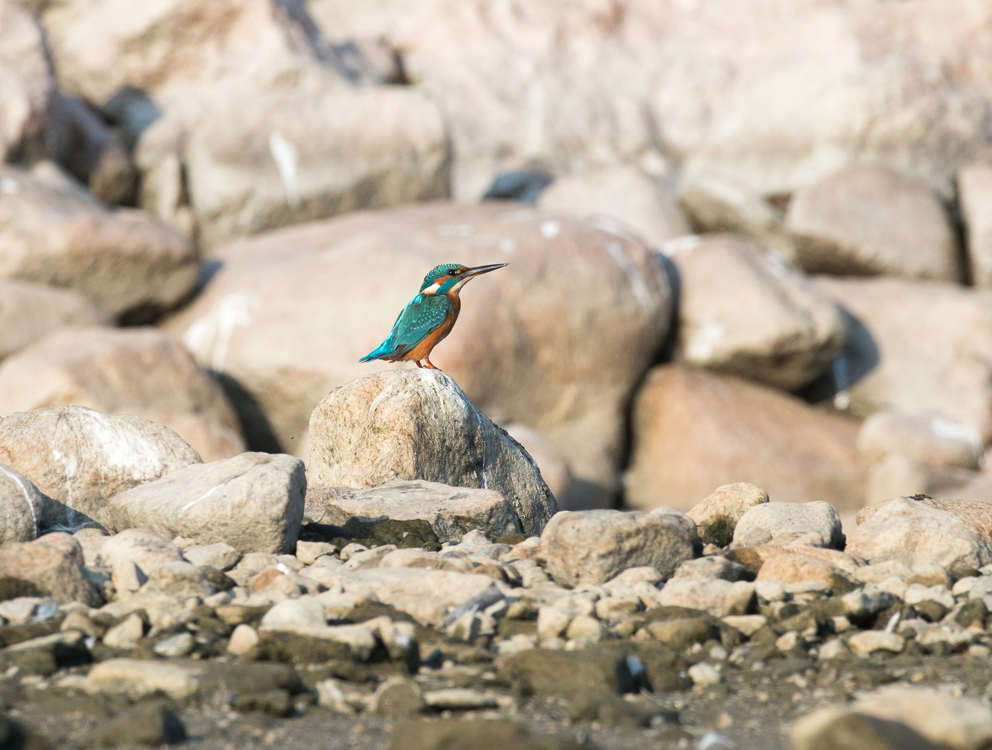 Kingfisher