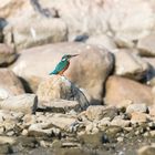 Kingfisher