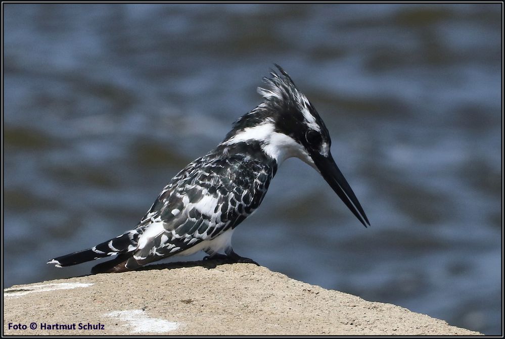 Kingfisher