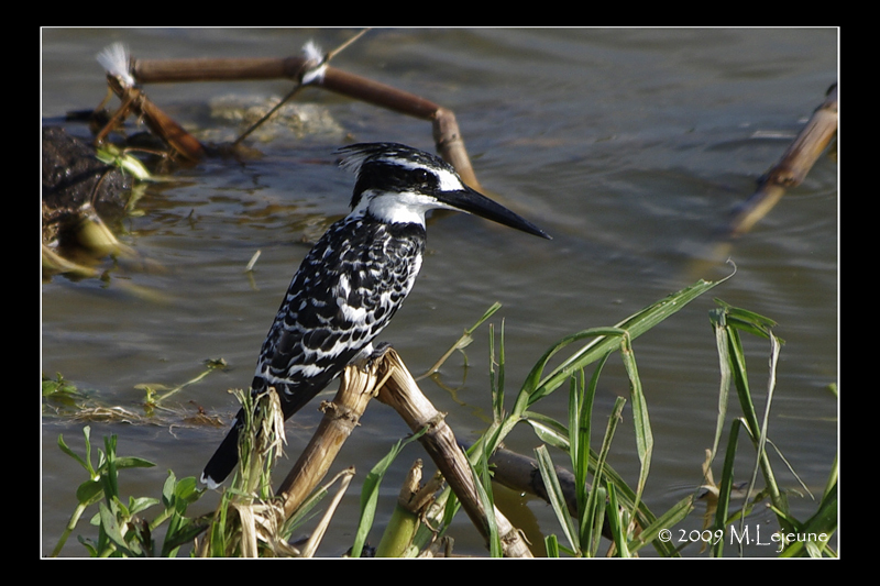 *Kingfisher*