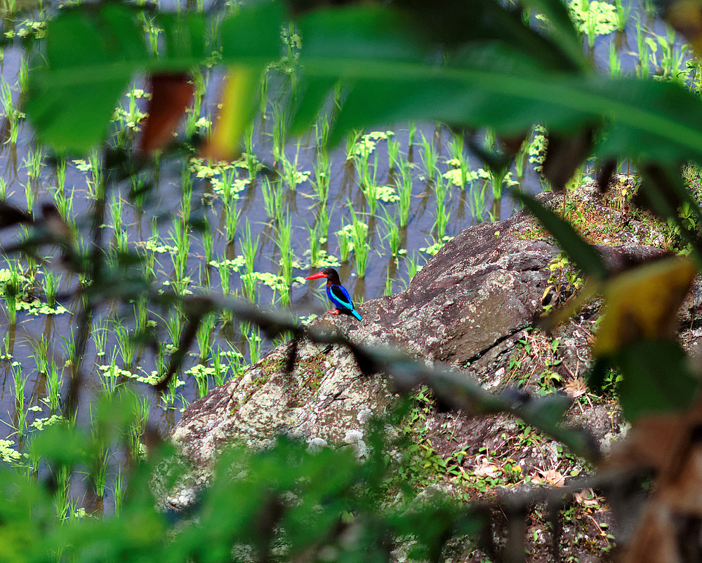 Kingfisher - Bali