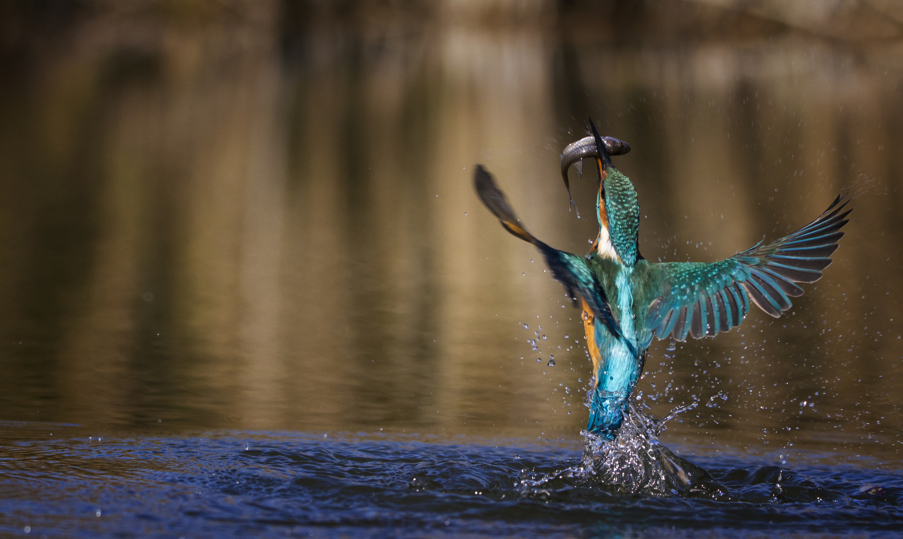 Kingfisher. 