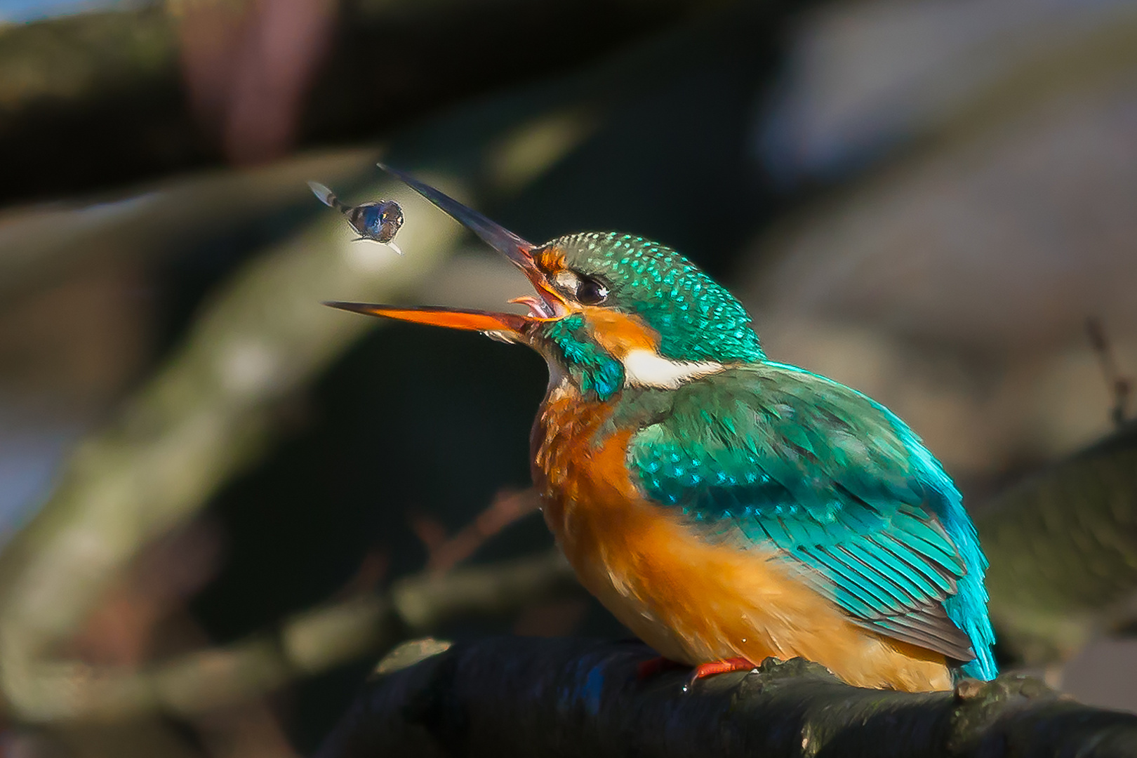 Kingfisher