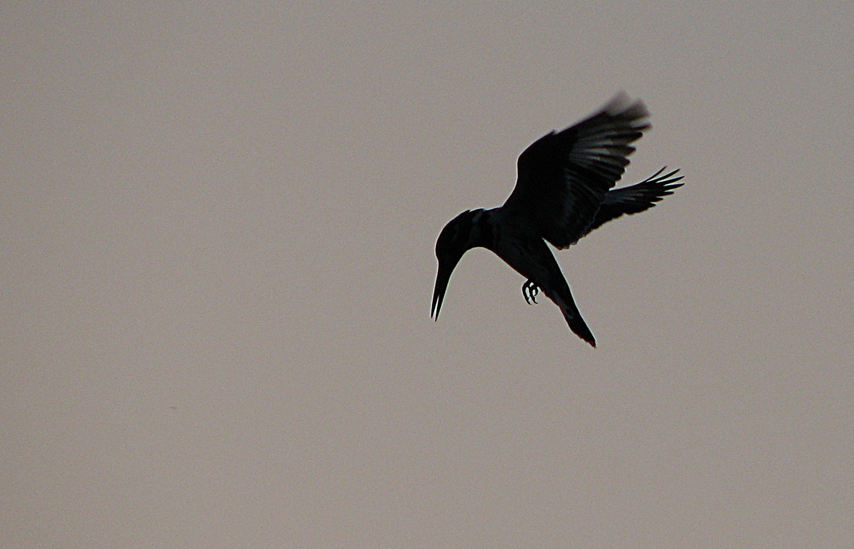 Kingfisher bei der morgendlichen Jagd