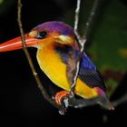 Kingfisher bei Nacht im Regenwald von Kinabatangan