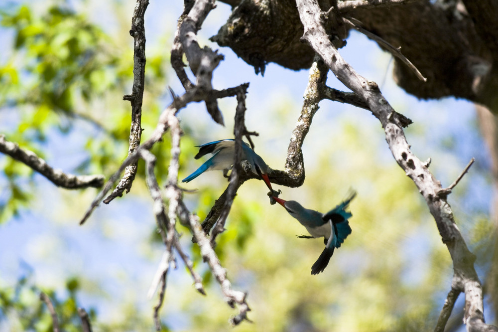 Kingfisher bei Nahrungsübergabe