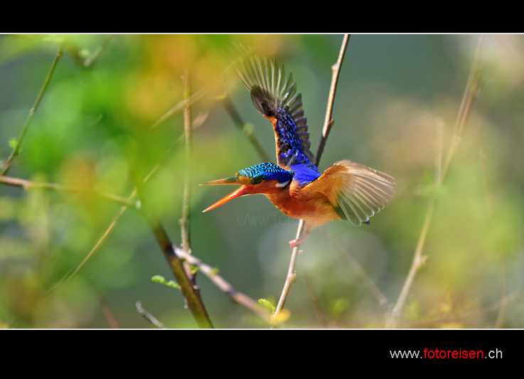 Kingfisher beim Abflug