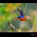 Kingfisher beim Abflug