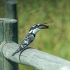 Kingfisher beim Mittagessen - I