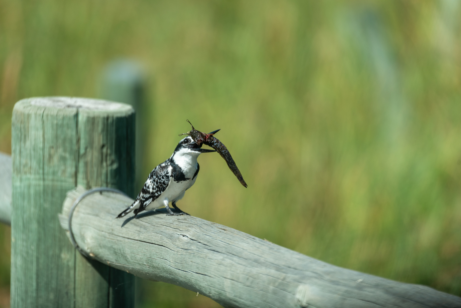 Kingfisher beim Mittagessen - II