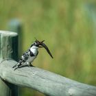 Kingfisher beim Mittagessen - II