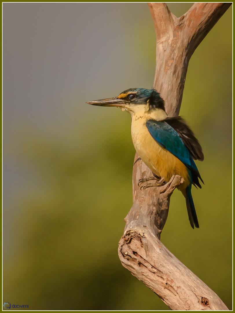 Kingfisher