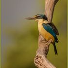 Kingfisher