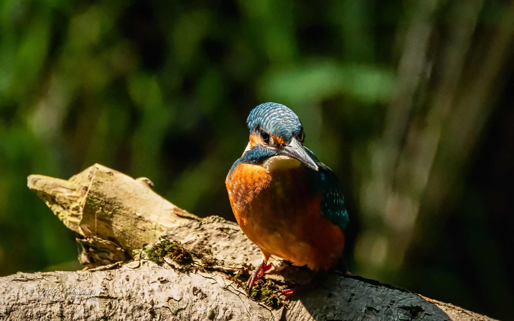 kingfisher