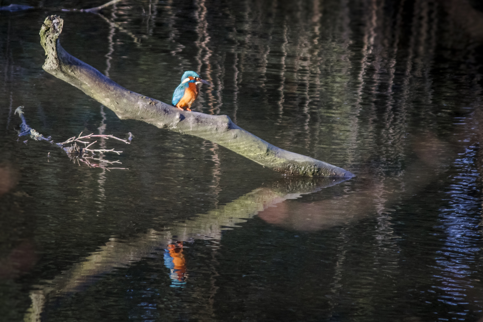 Kingfisher