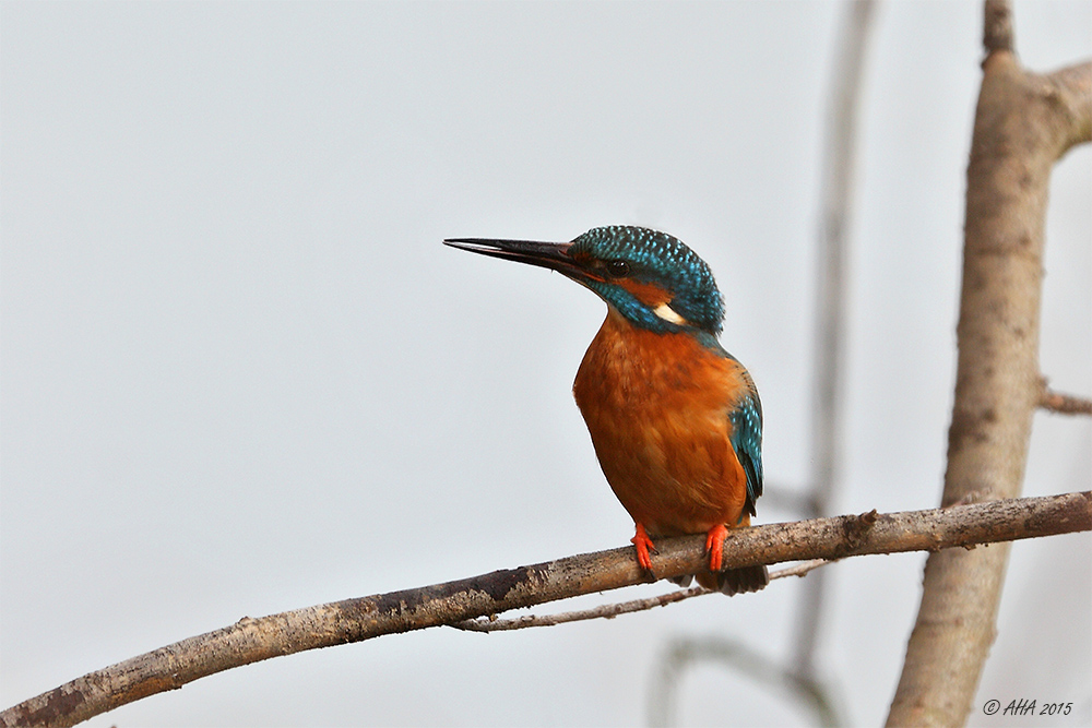 Kingfisher