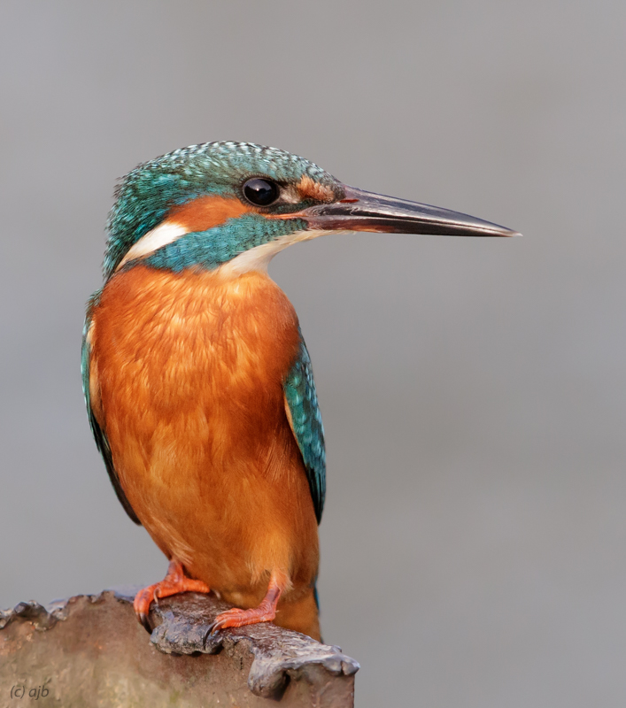 Kingfisher