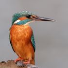 Kingfisher