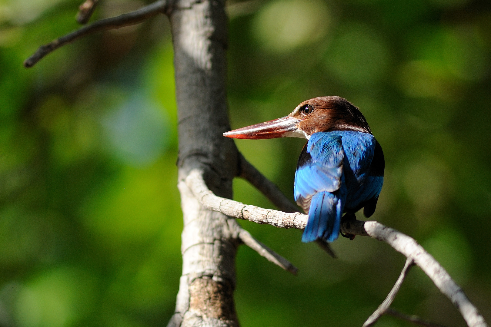 Kingfisher