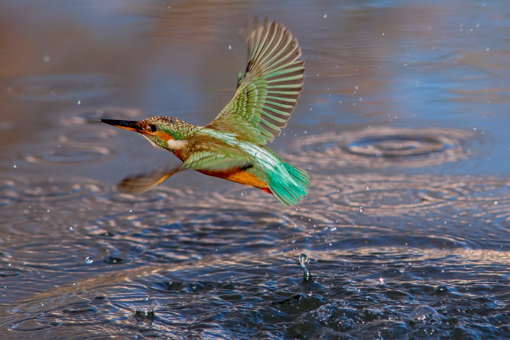 kingfisher