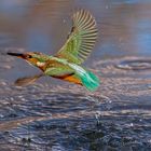 kingfisher