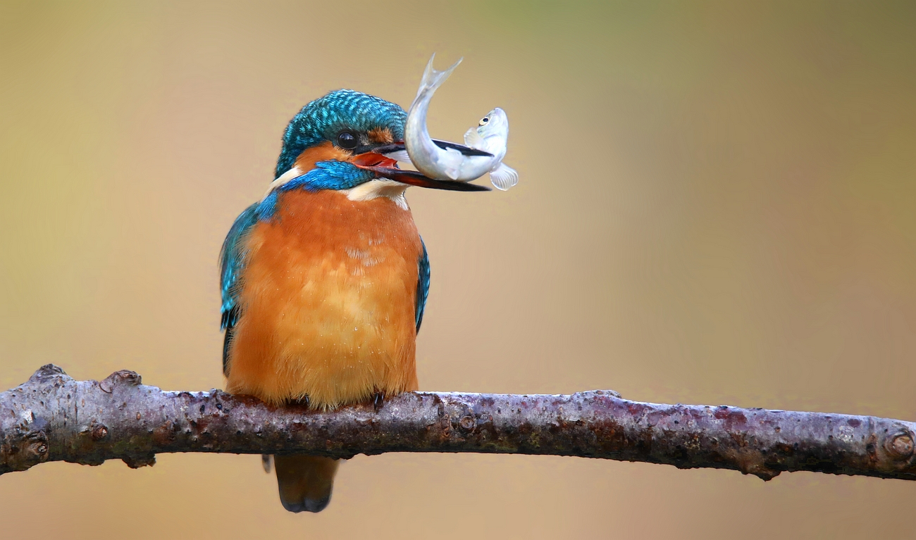 Kingfisher